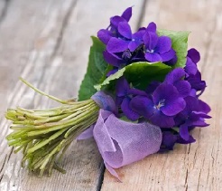 Read more about the article Aşk Hikayesi; “Alınız Menekşelerimi Veriniz Gülümü”