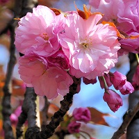 Read more about the article JAPON HİKAYELERİNDEN; “UBAZAKURA”