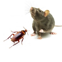 Read more about the article Halk Hikayeleri; “DÜRÜMCEKLİ KADIN MASALI”